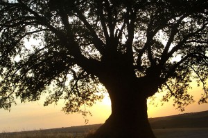 roble.