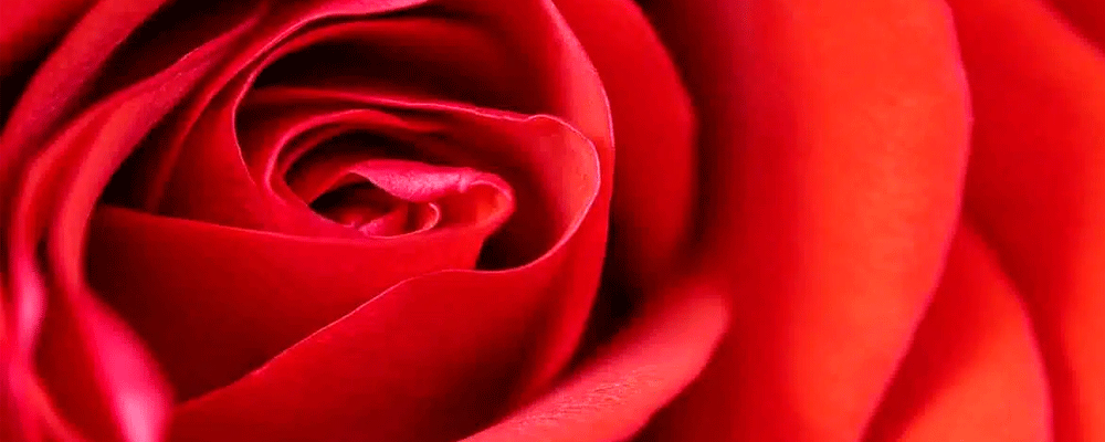 «La rosa de Paracelso» de J. L. Borges